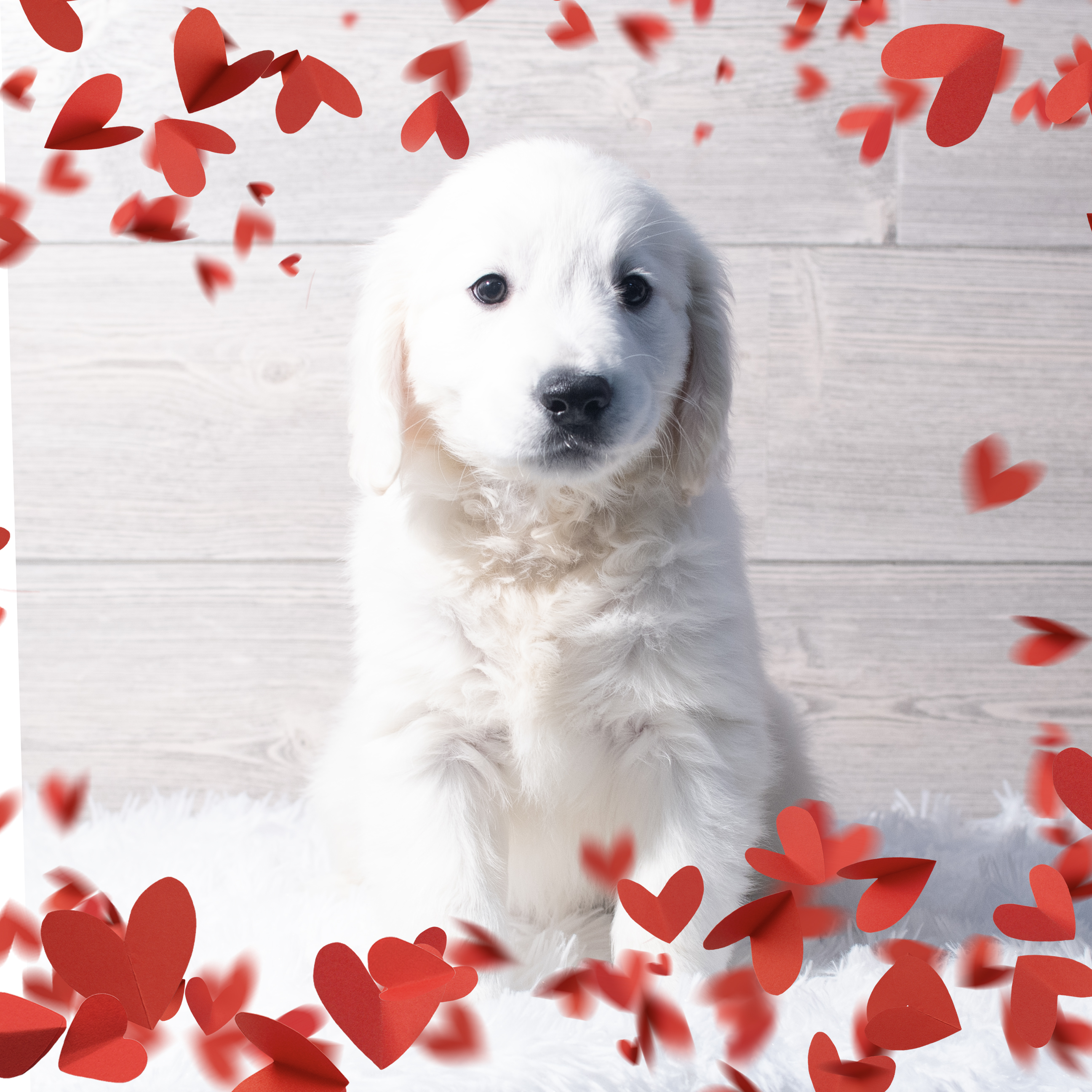 Golden Retriever (M) 2202 Image #1