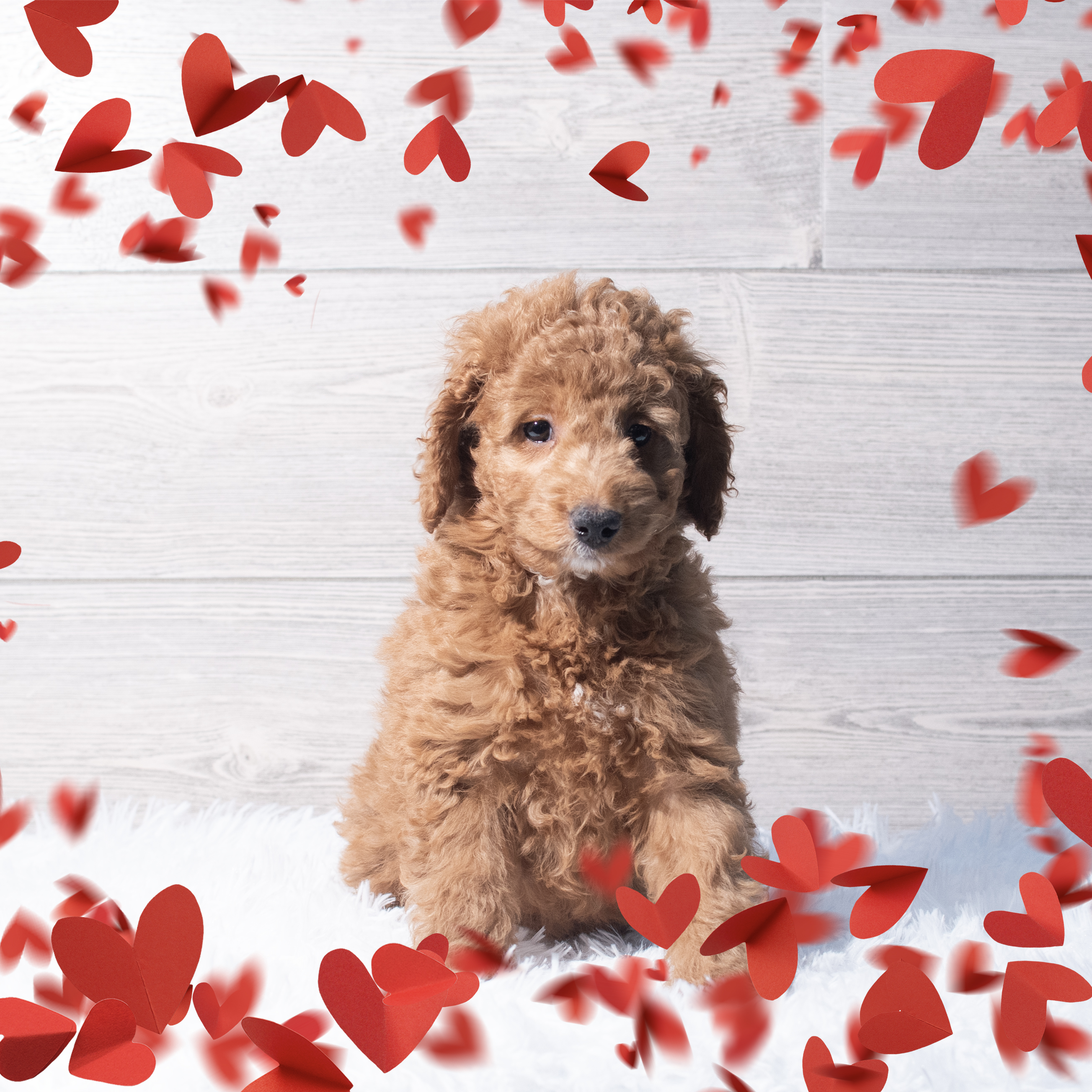 Goldendoodle Mini (F) 2203 Image #1