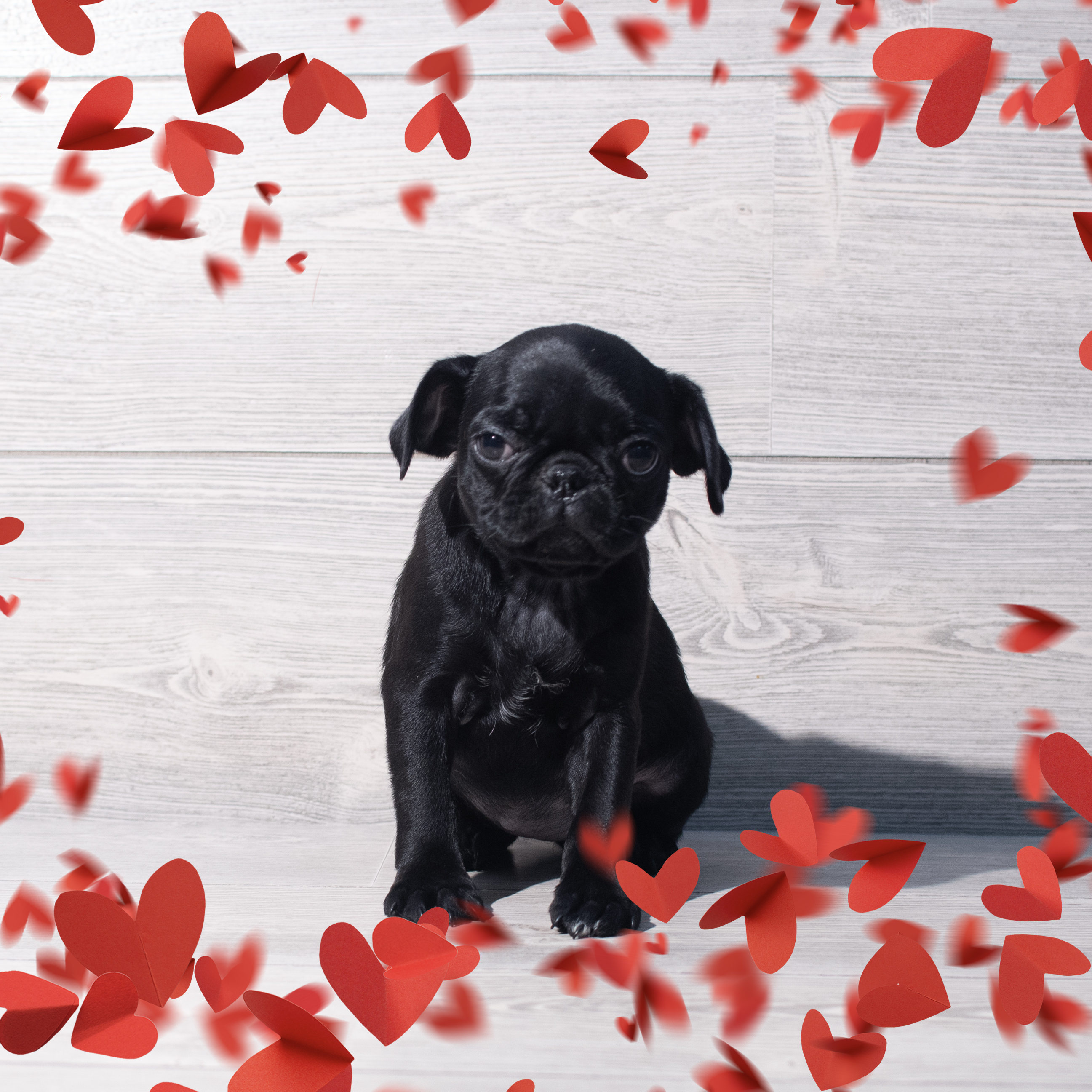 Pug (F) 2205 Image #1