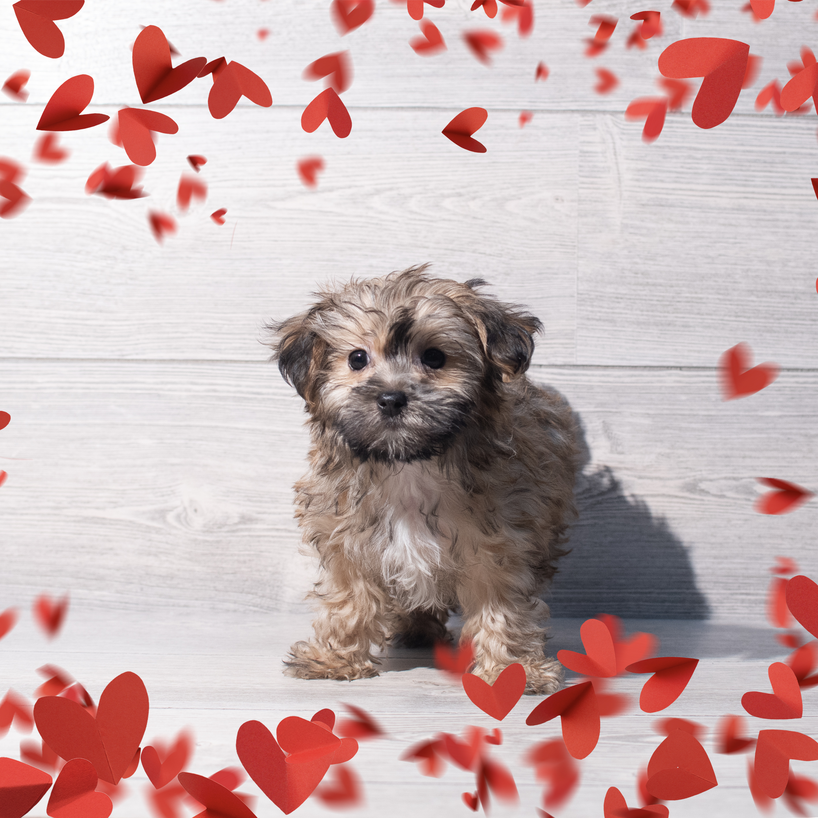 Morkie (M) 2206 Image #1