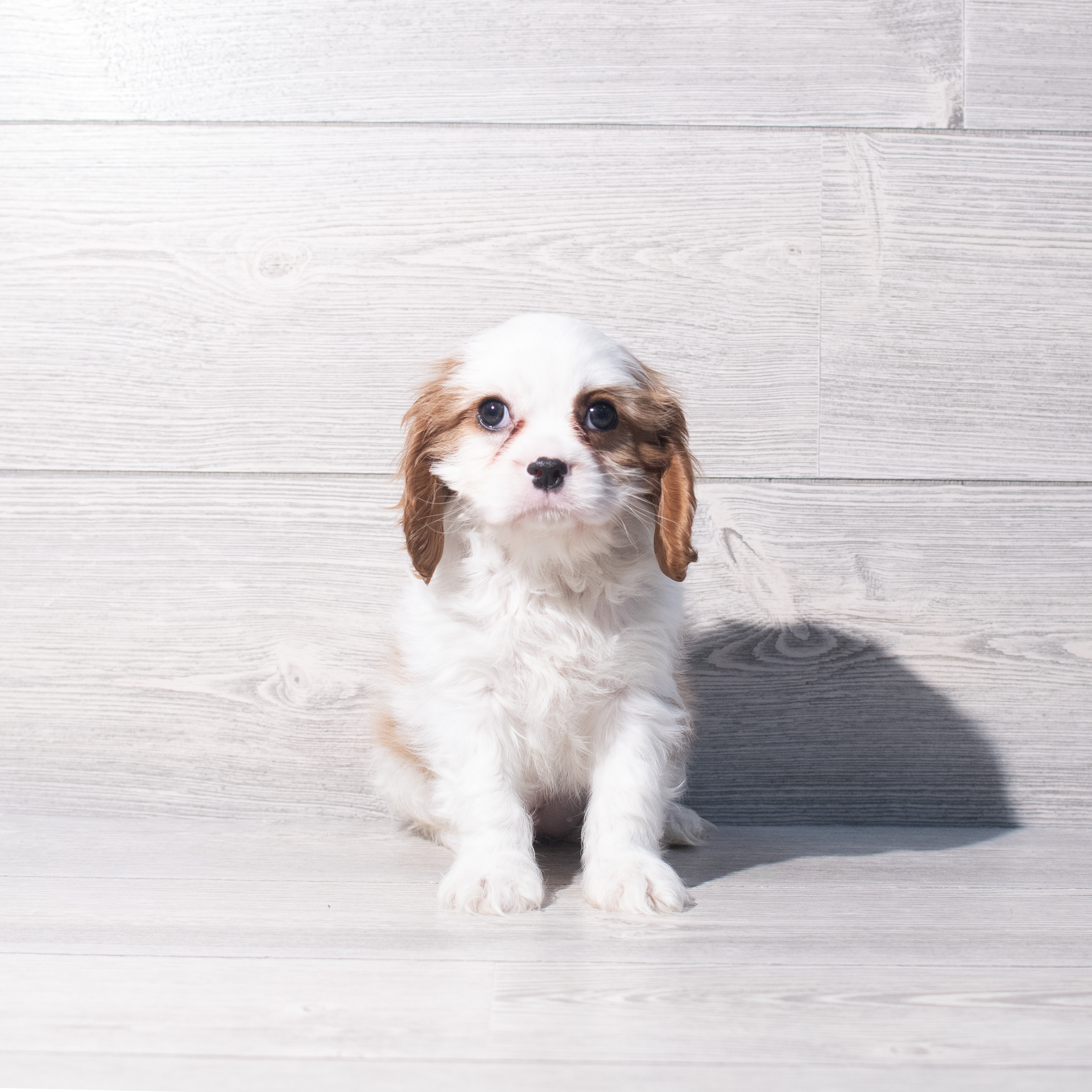 Cavalier King Charles Spaniel (F) 2207 Image #1