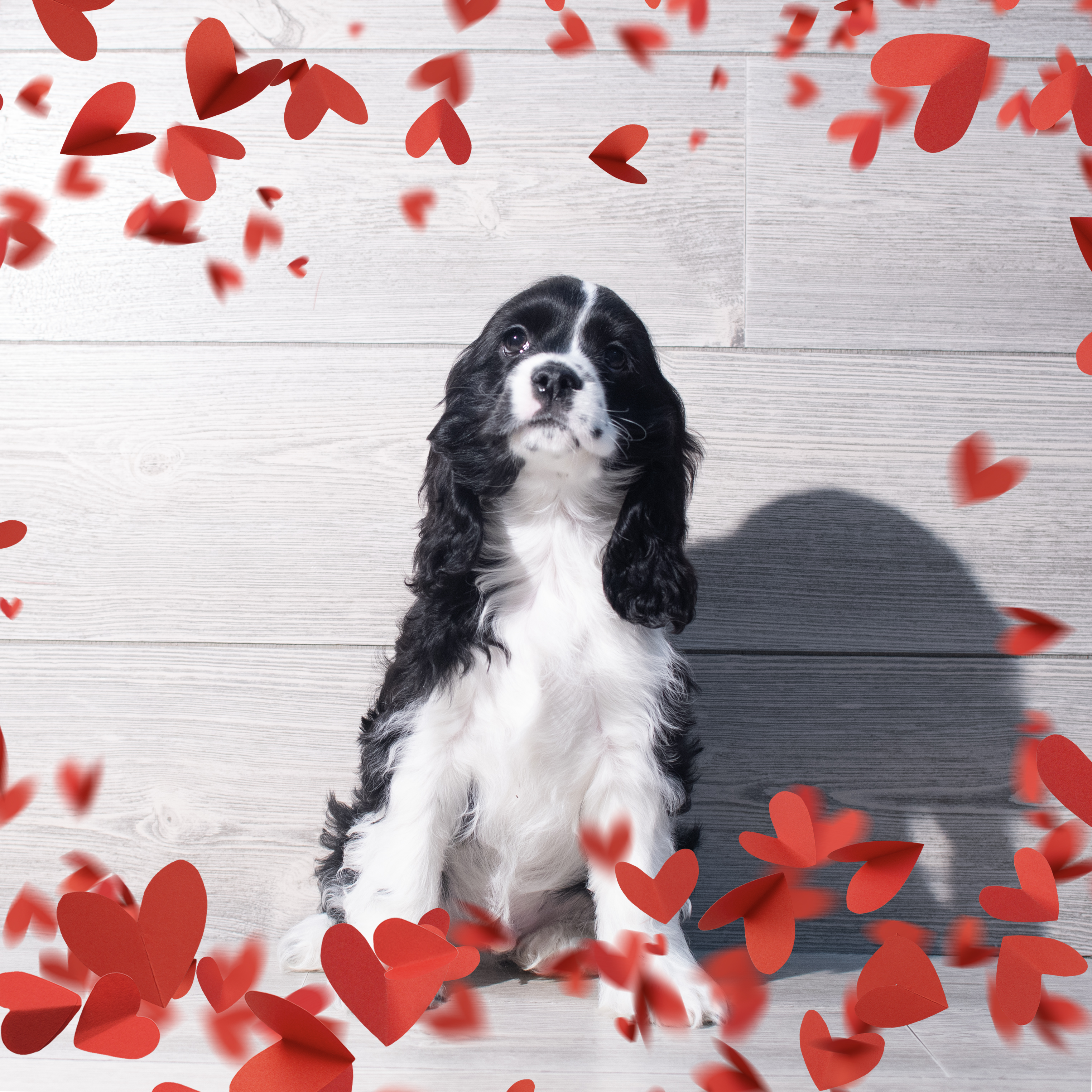 Cocker Spaniel (M) 2148 Image #1