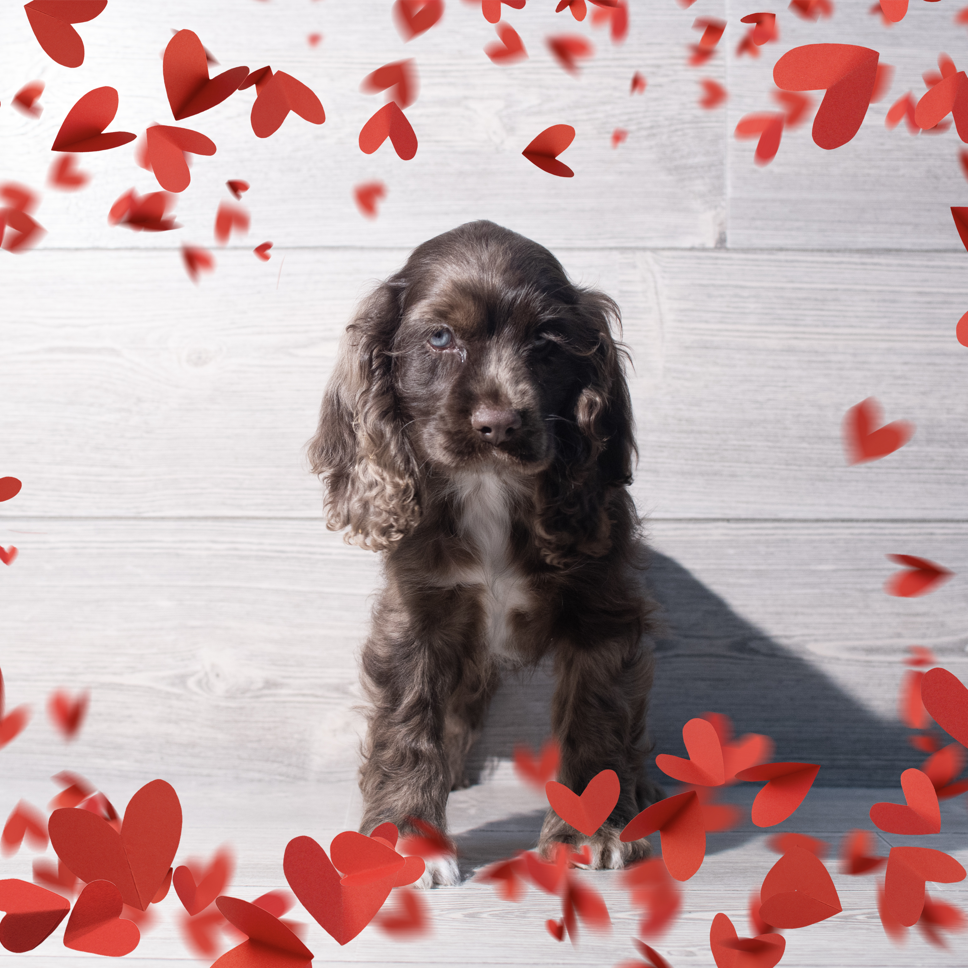 Cocker Spaniel (F) 2186 Image #1