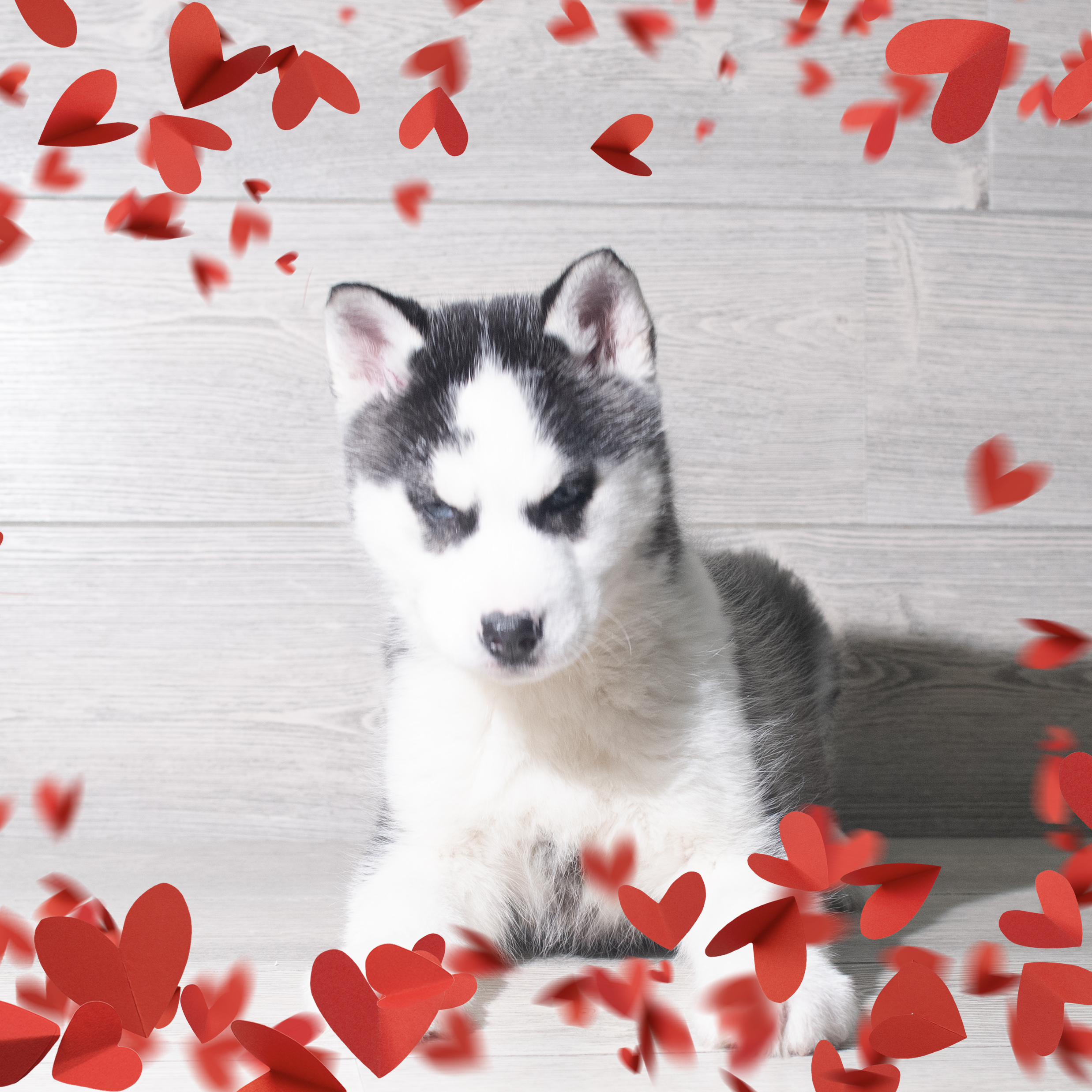 Siberian Husky (M) 5680 Image #1