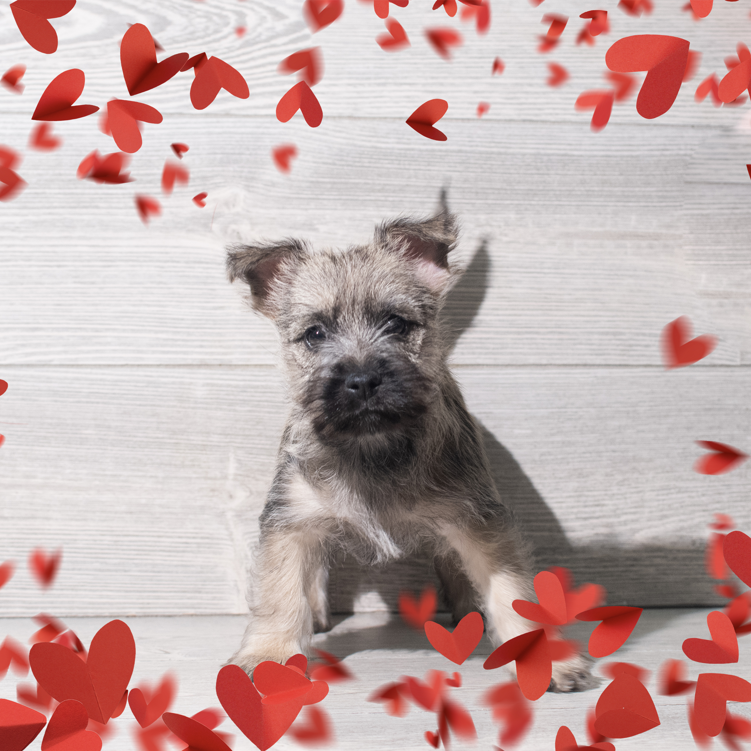 Cairn Terrier (F) 5704 Image #1