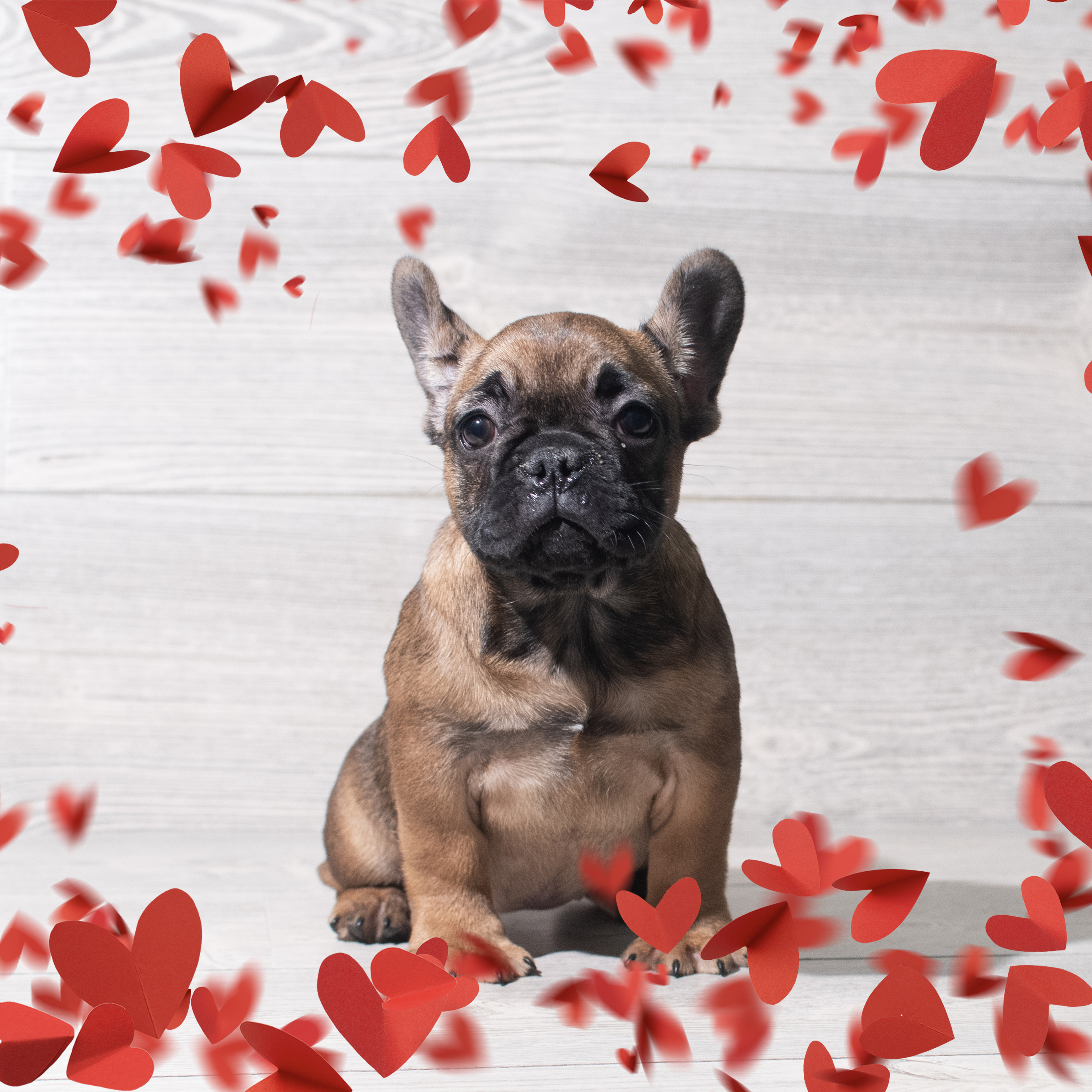 French Bulldog (F) 5702 Image #1