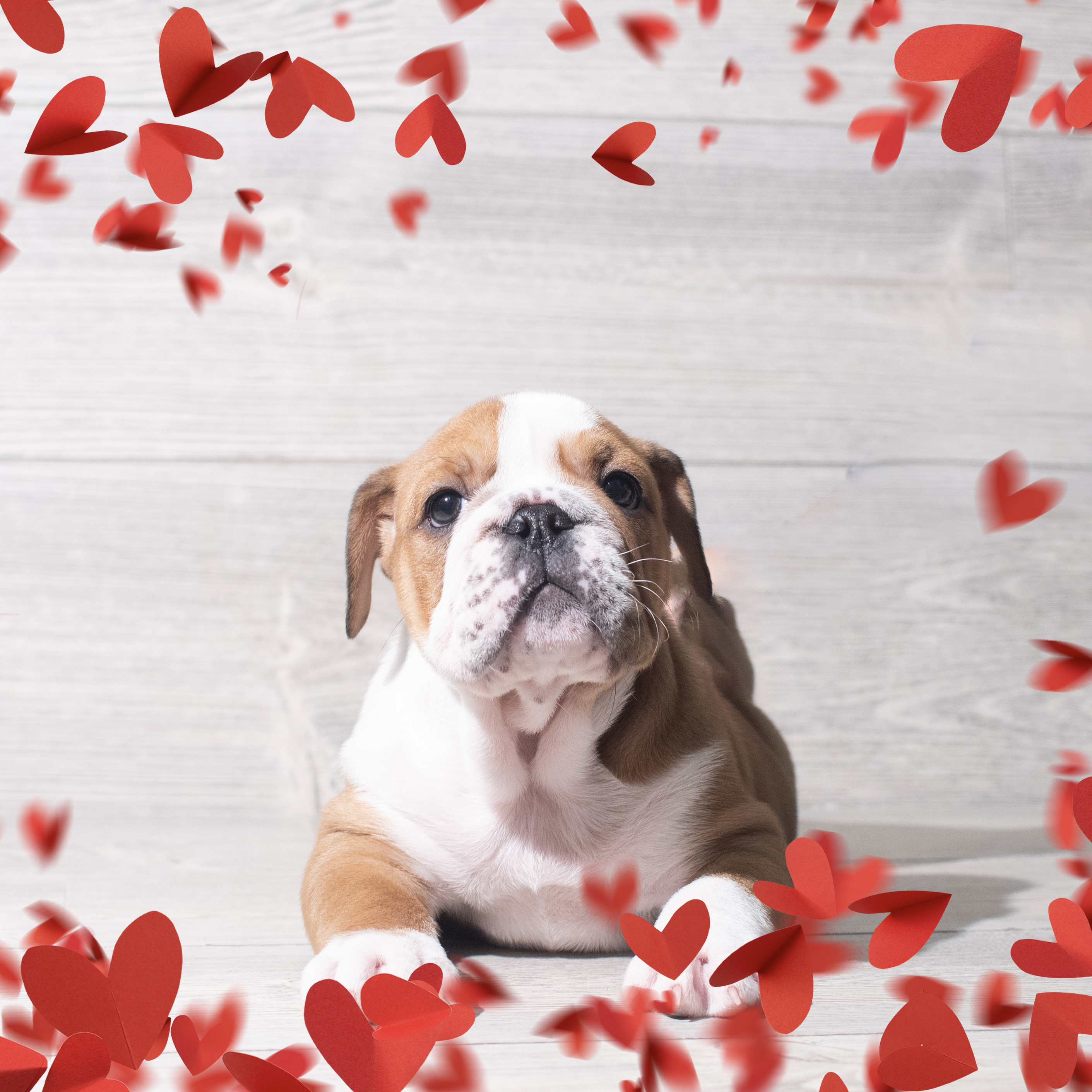 English Bulldog (F) 5705 Image #1