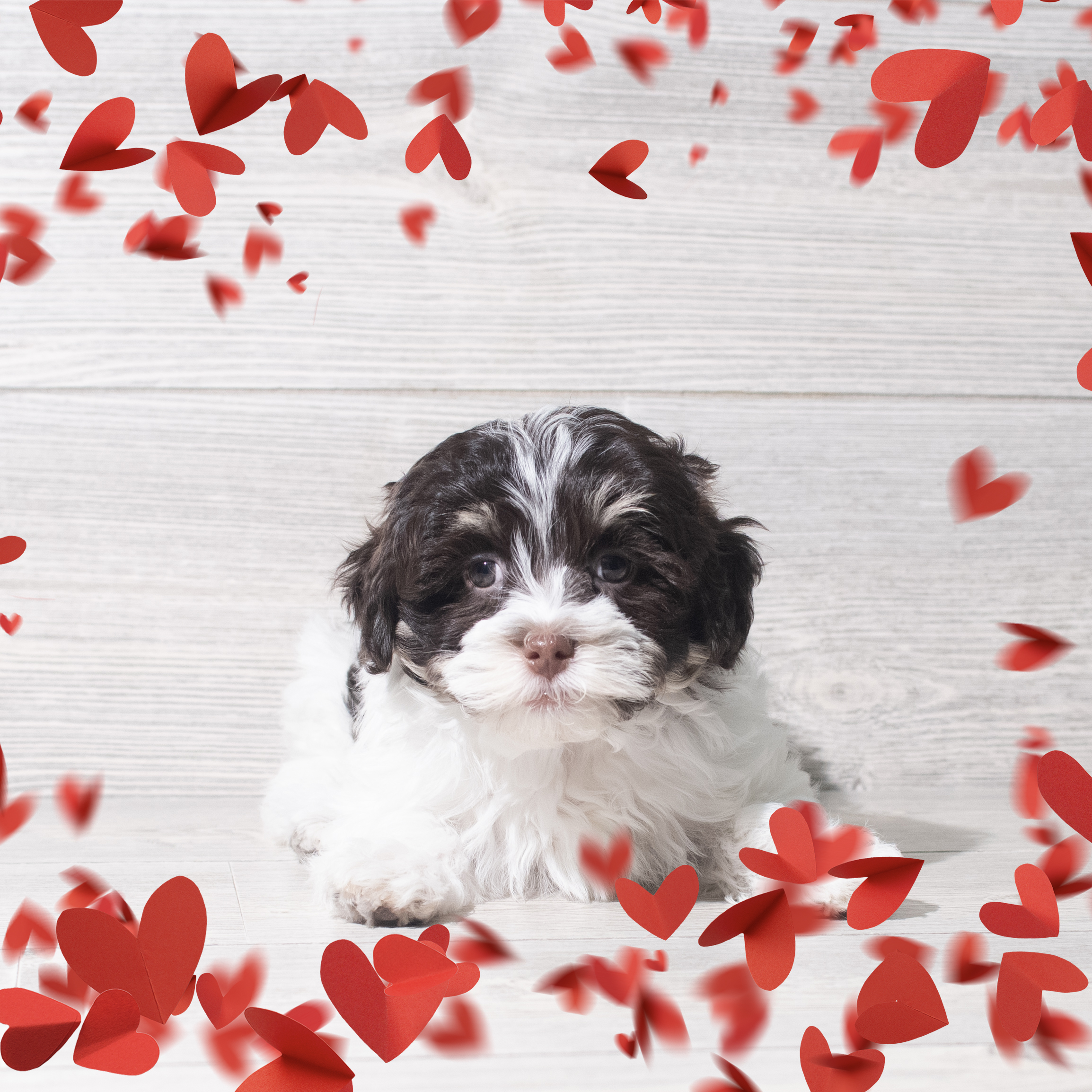 Havanese (M) 5694 Image #1