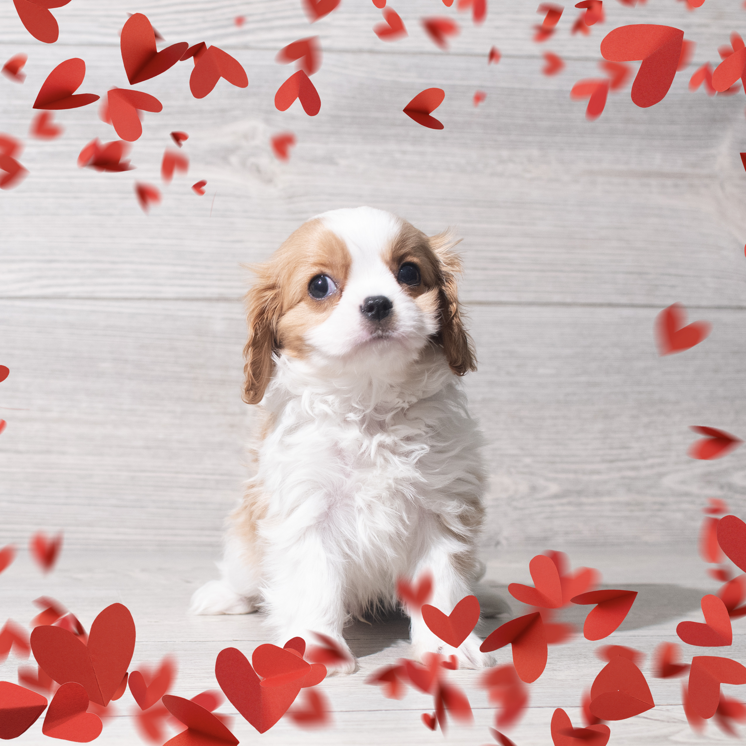 Cavalier King Charles Spaniel (M) 5696 Image #1