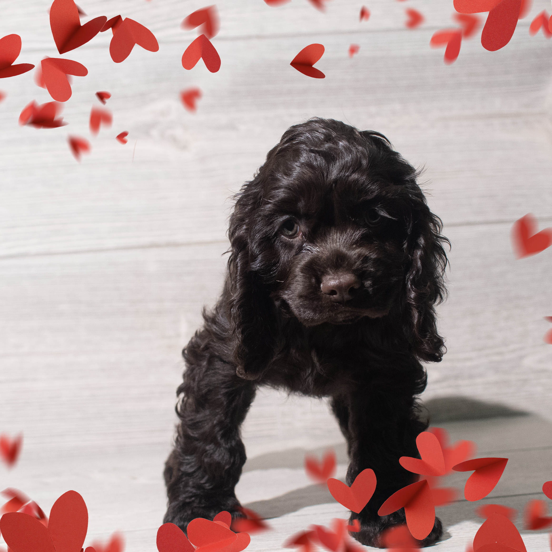 Cocker Spaniel (F) 5698 Image #1