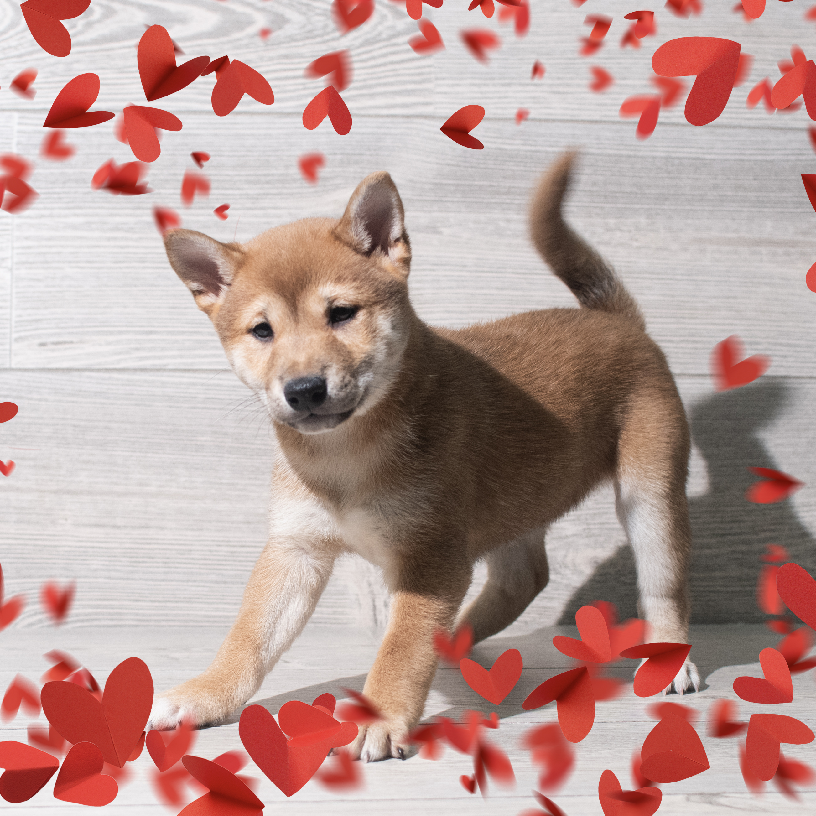 Shiba Inu (F) 5699 Image #1