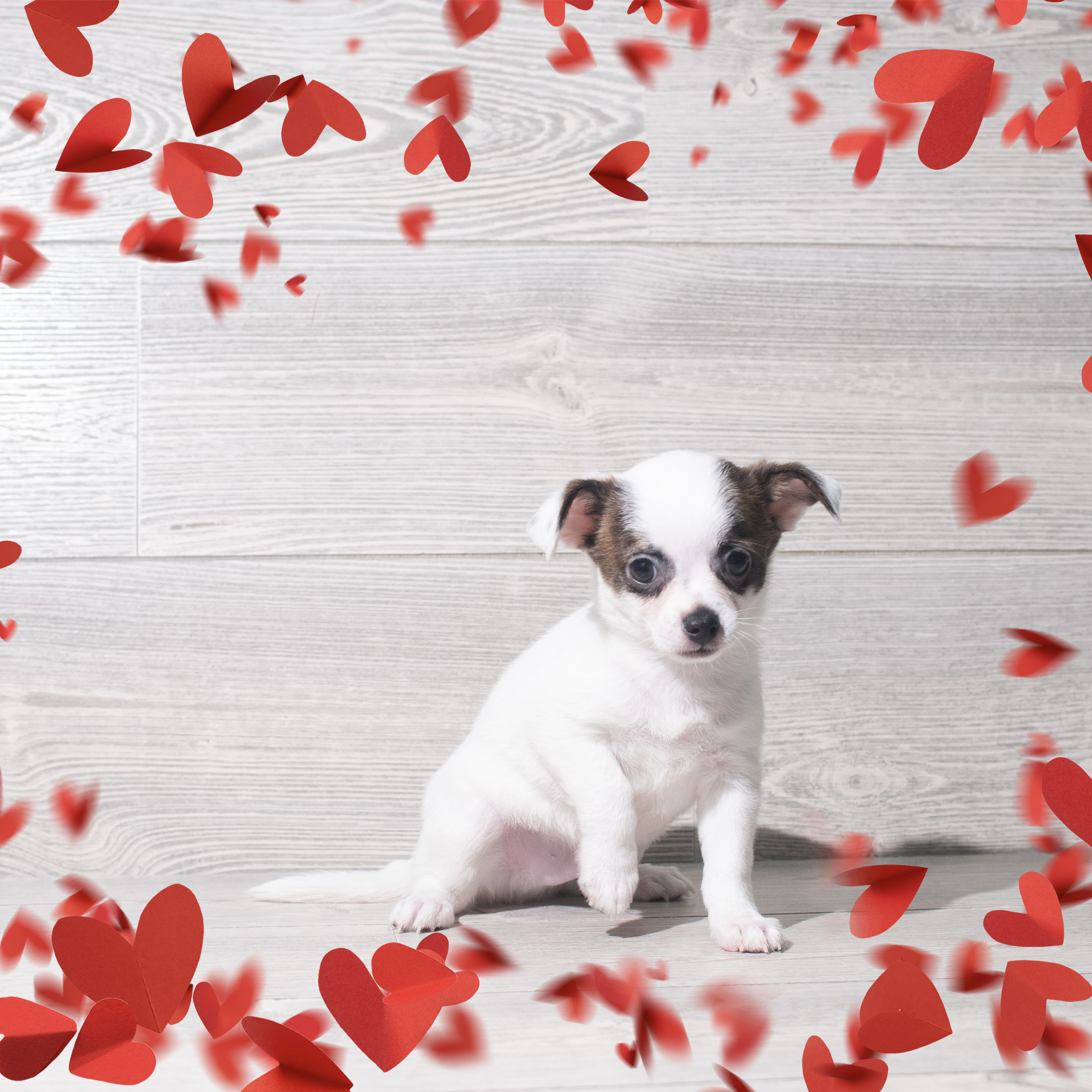 Chihuahua (M) 5700 Image #1