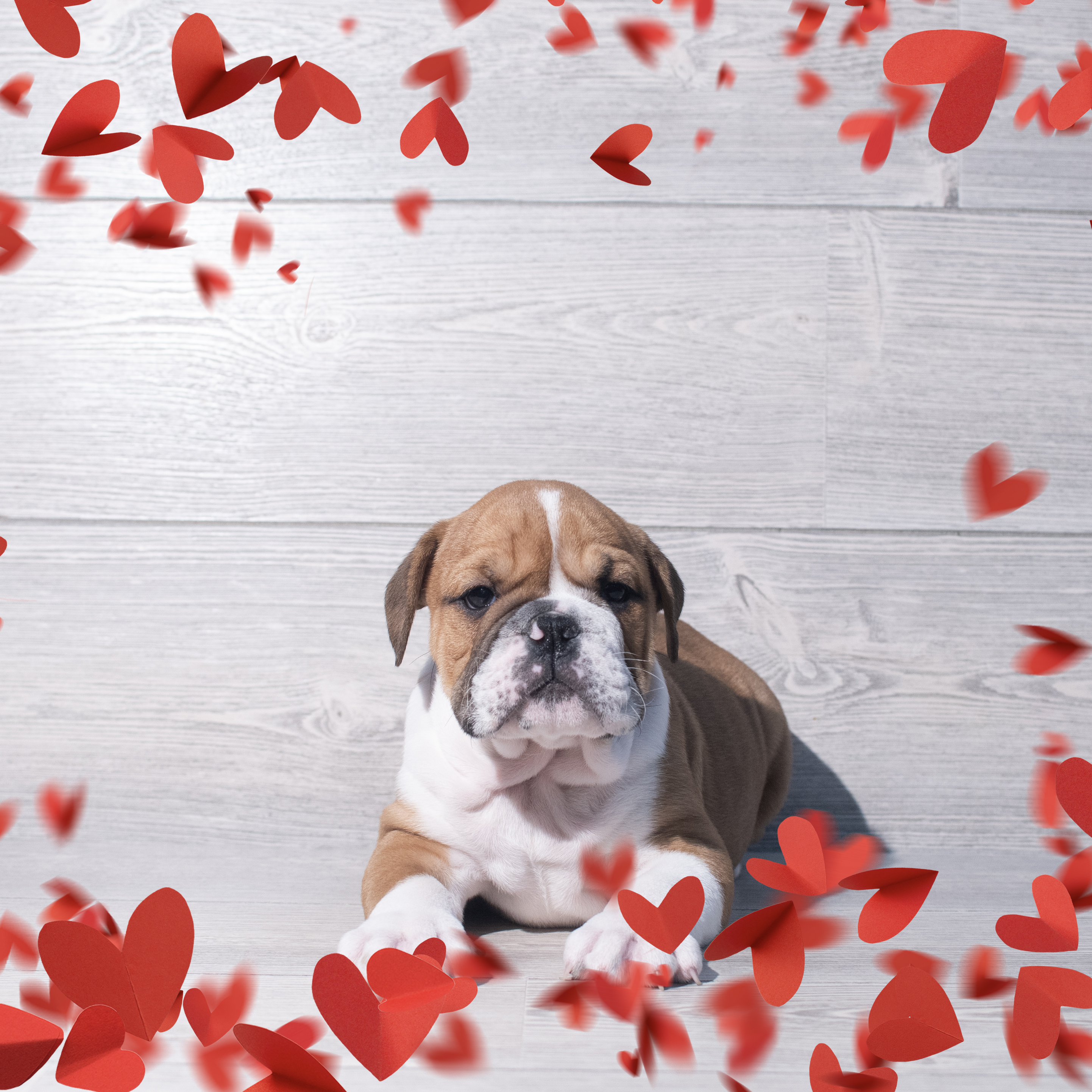 English Bulldog (M) 2212 Image #1