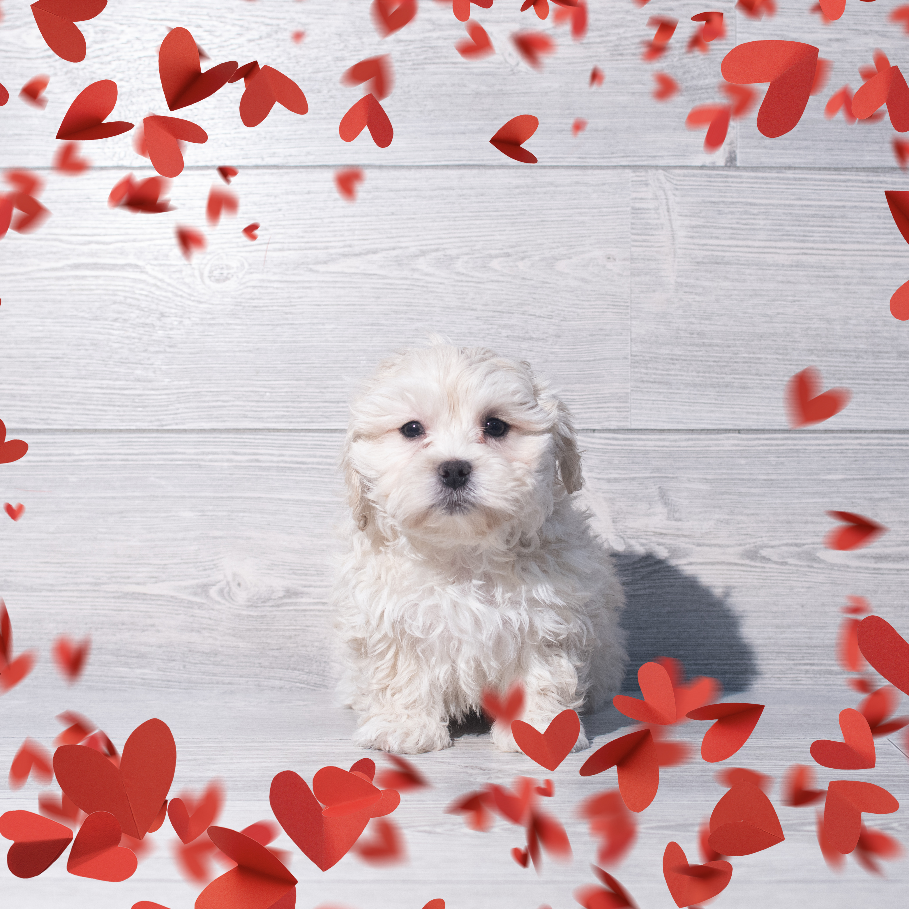 PekeAPoo (F) 2213 Image #1