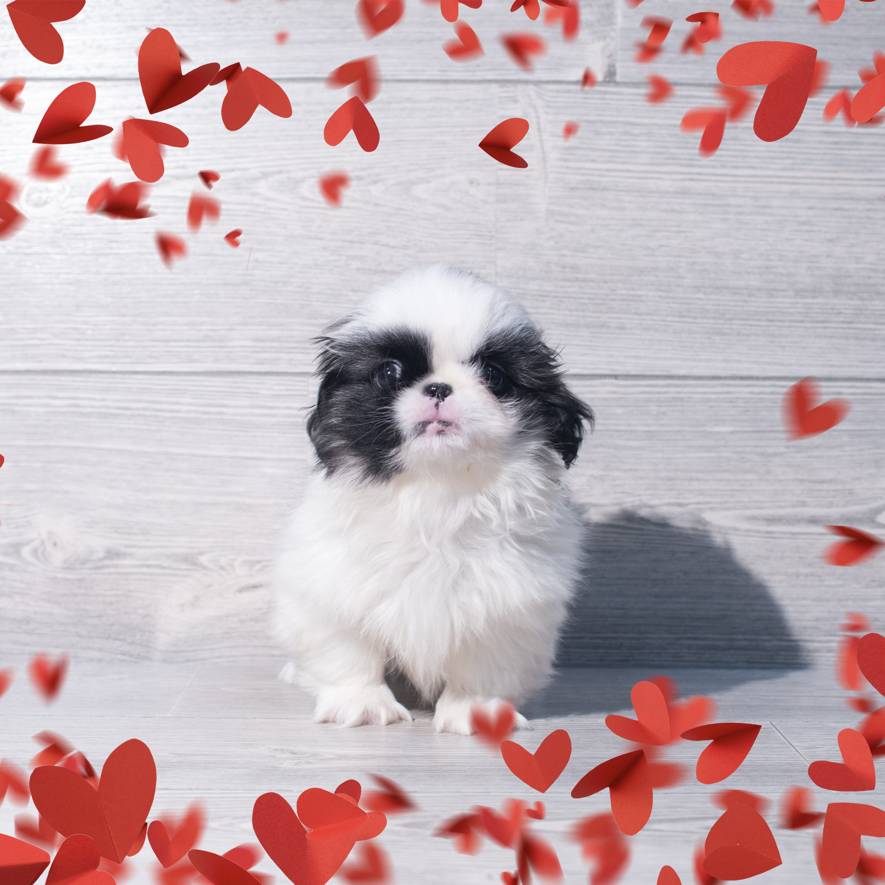 Pekingese (M-N) 2214 Image #1