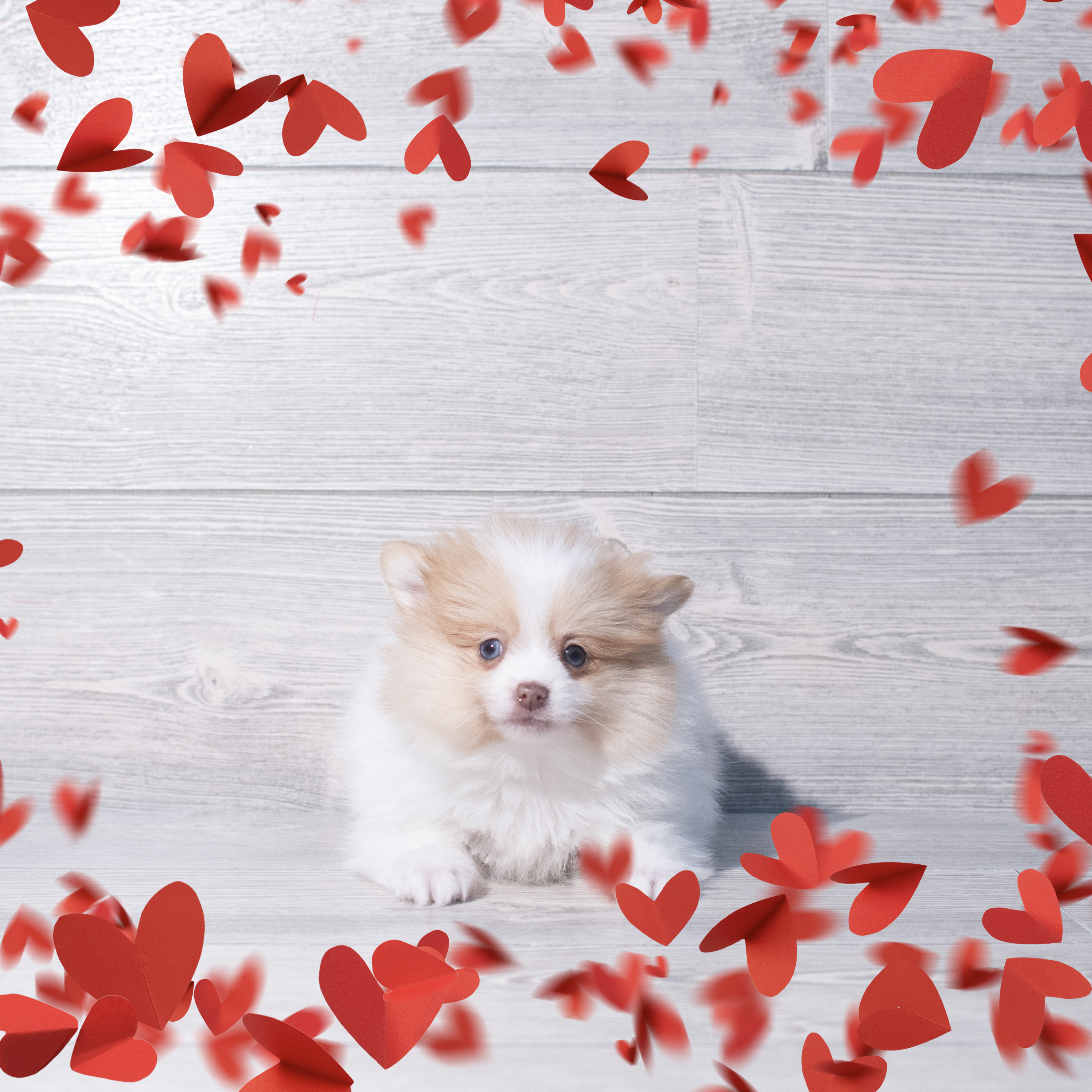 Pomeranian (M) 2209 Image #1