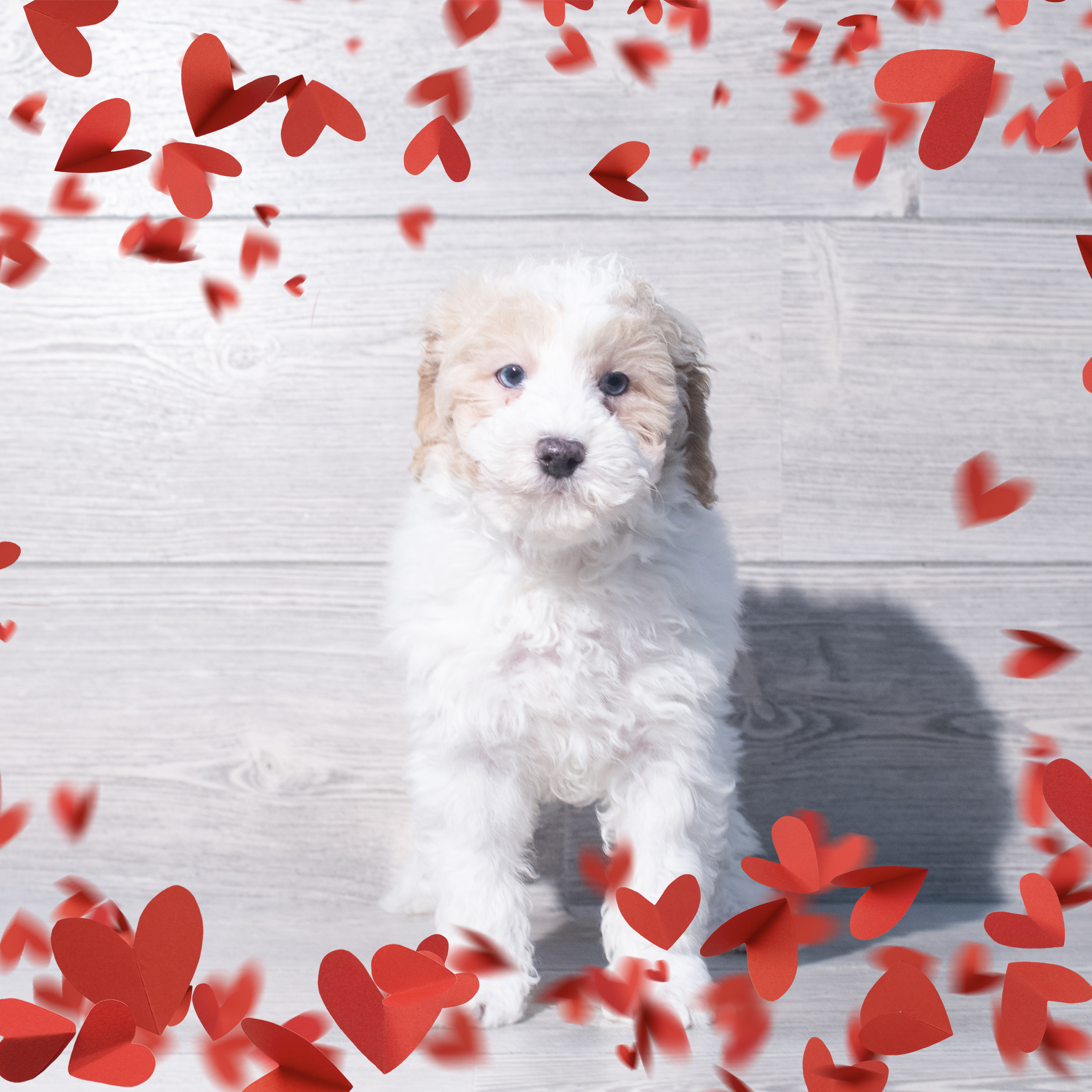 Poodle (M) 2208 Image #1