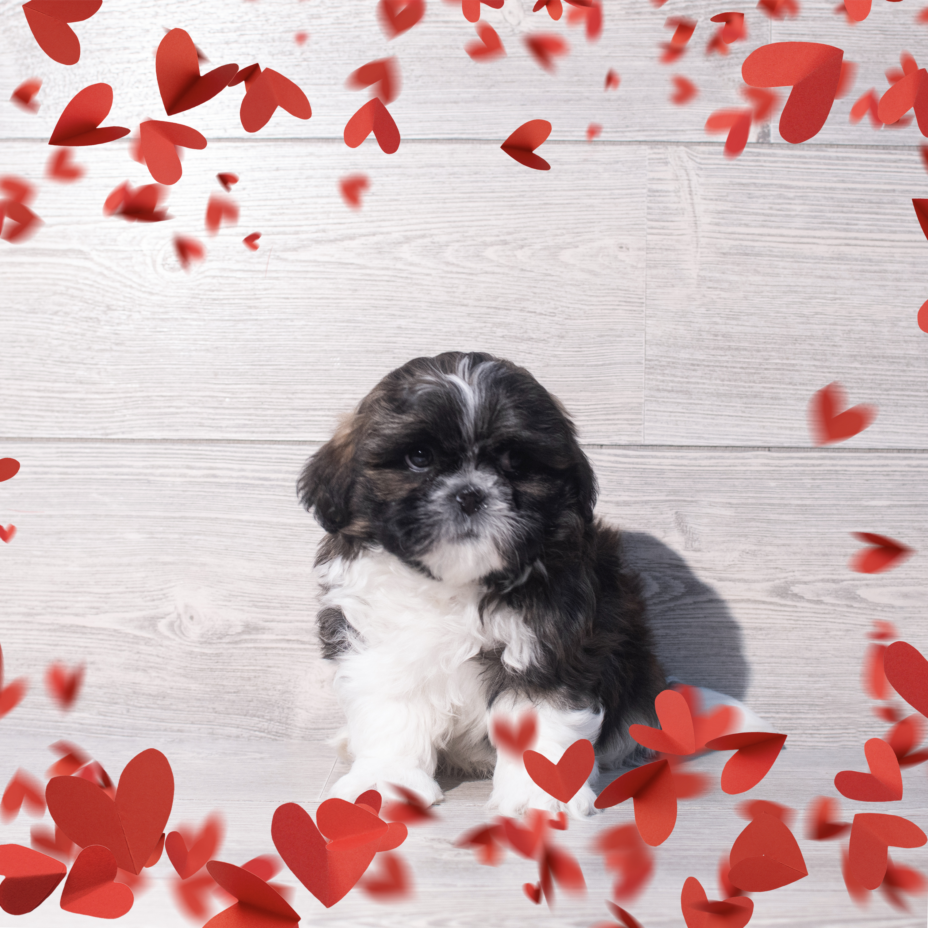 Shih Tzu (M) 2199 Image #1