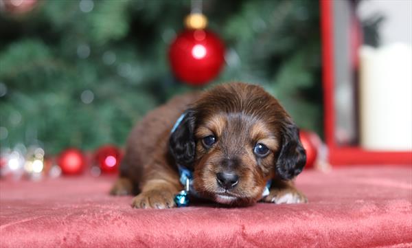 Dachshund (M) 2215 Image #2