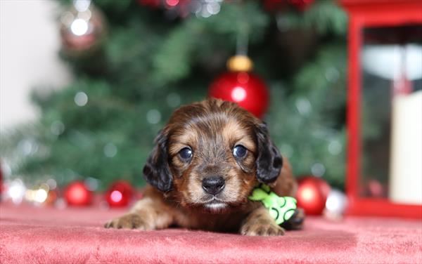 Dachshund (M) 5719 Image #2