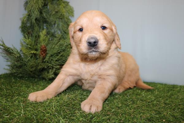 Golden Retriever (F) 5717 Image #2