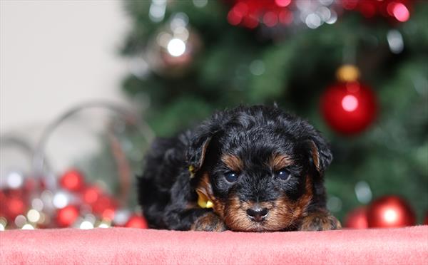 Yorkiepoo (M) 2219 Image #1