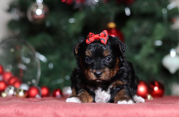 Yorkiepoo (F) 5739 Image #1