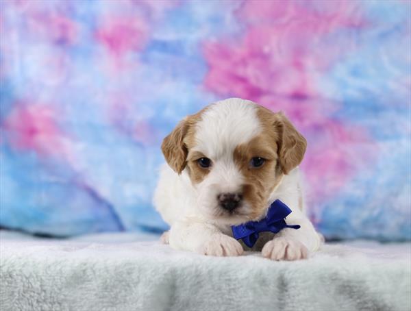 Cavachon (M) 5740 Image #1