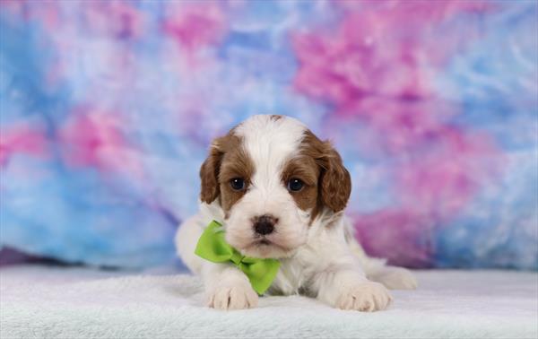 Cavapoo (M) 5720 Image #2