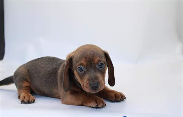 Dachshund (M) 5734 Image #2