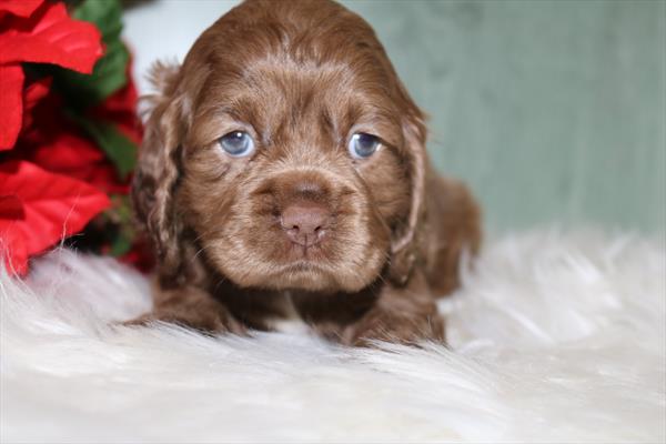Cocker Spaniel (F) 5721 Image #2