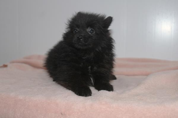 Pomeranian (F) 5730 Image #2