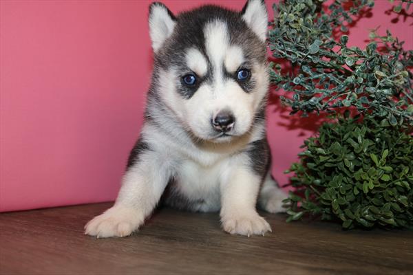 Siberian Husky (F) 5738 Image #1