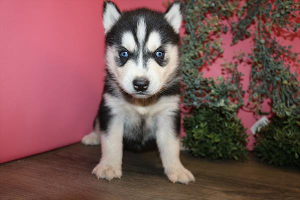 Siberian Husky (M) 2221 Image #1