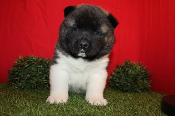 Akita (M) 5737 Image #1