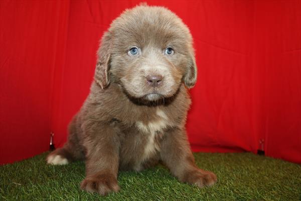 Newfoundland (F) 5716 Image #2