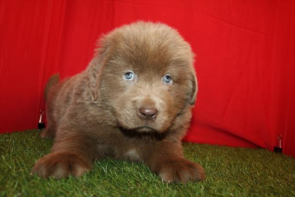 Newfoundland (F) 5715 Image #2