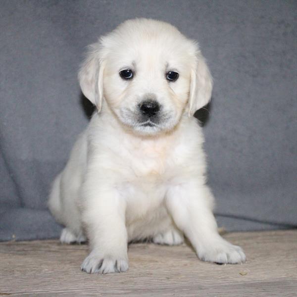 Golden Retriever (F) 5727 Image #2