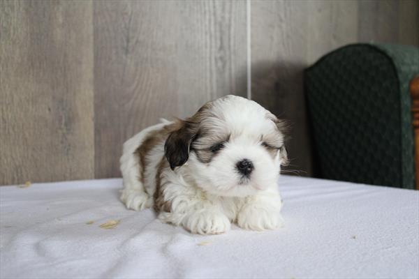 Shih Tzu (M) 5731 Image #2
