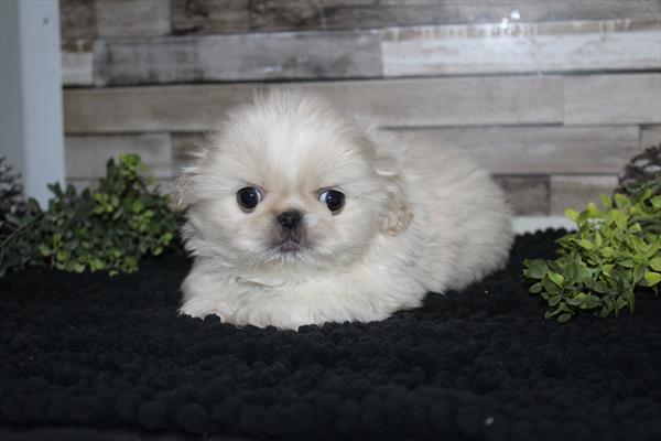 Pekingese (M) 5729 Image #2