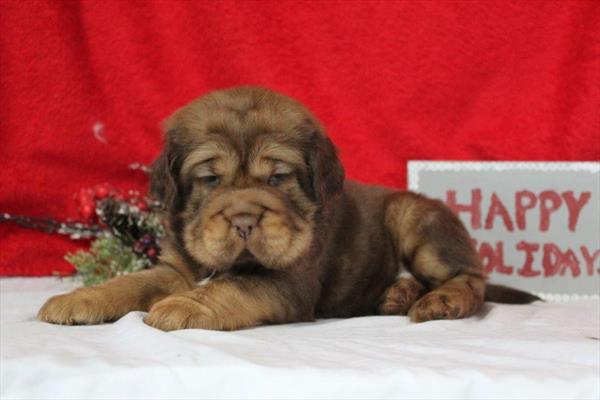 Hippo Mini (M) 5734 Image #1