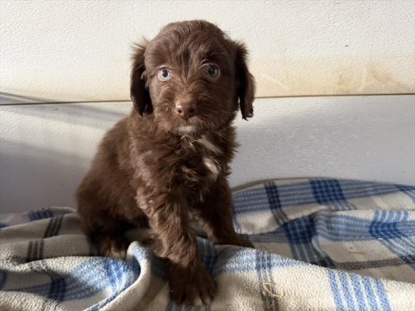 Aussiedoodle (F) 5725 Image #2