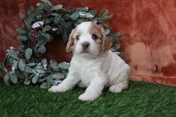 Cock A Poo (F) 5735 Image #1