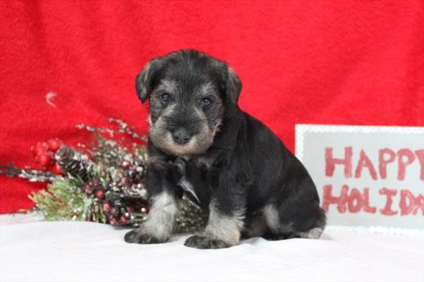 Miniature Schnauzer (M) 5746 Image #2