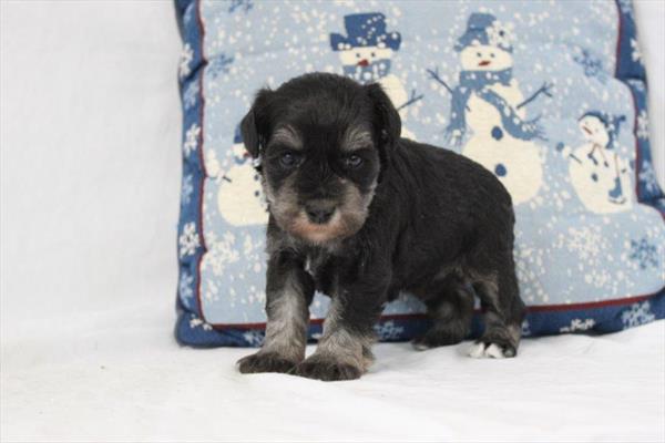 Miniature Schnauzer (M) 2225 Image #2
