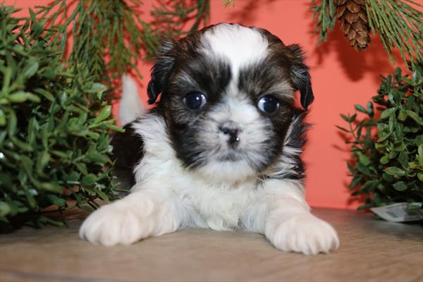 Shih Tzu (F) 5736 Image #1