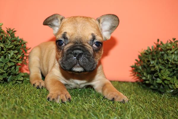 French Bulldog (F) 5748 Image #2