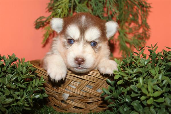 Pomsky (F) 5765 Image #2
