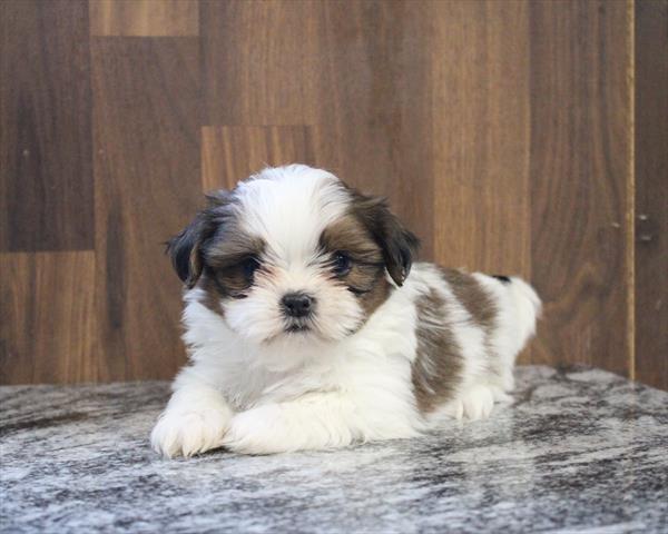 Shih Tzu (M) 5751 Image #1