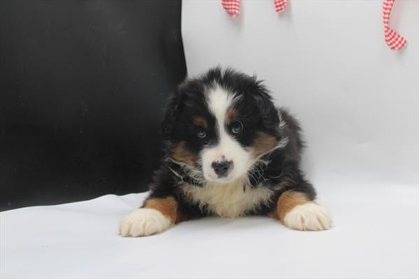 Miniature American Shepherd (M) 5728 Image #2